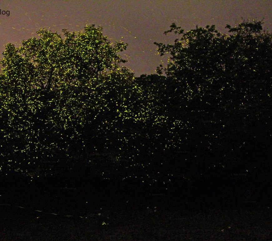 Tree illuminated with Fireflies, Bhorgiri, Pune, Maharashtra