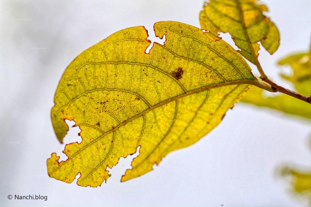 Leaf, Sinhagad Valley, Pune