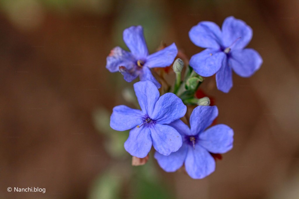 Purple Flowers, Sinhagad Valley, Pune